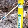 Plantao florestal