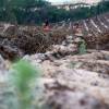 Plantao florestal