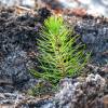 Plantao florestal