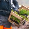Plantao florestal