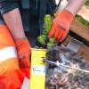 Plantao florestal