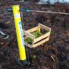 Plantao florestal