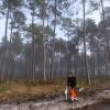 Plantao florestal