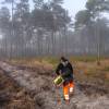 Plantao florestal
