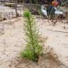 Plantao florestal