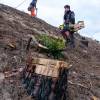 Plantao florestal