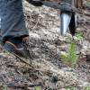 Plantao florestal