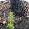 Plantao florestal