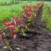 Plantao florestal