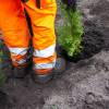 Plantao florestal