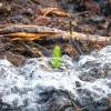 Plantao florestal