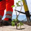Plantao florestal