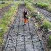 Plantao florestal