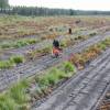 Plantao florestal