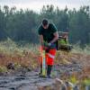 Plantao florestal