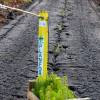Plantao florestal
