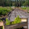 Plantao florestal