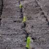 Plantao florestal