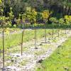 Plantao florestal