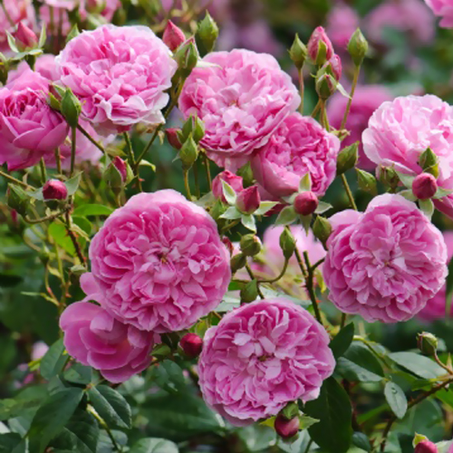 Roseira 'Harlow Carr'