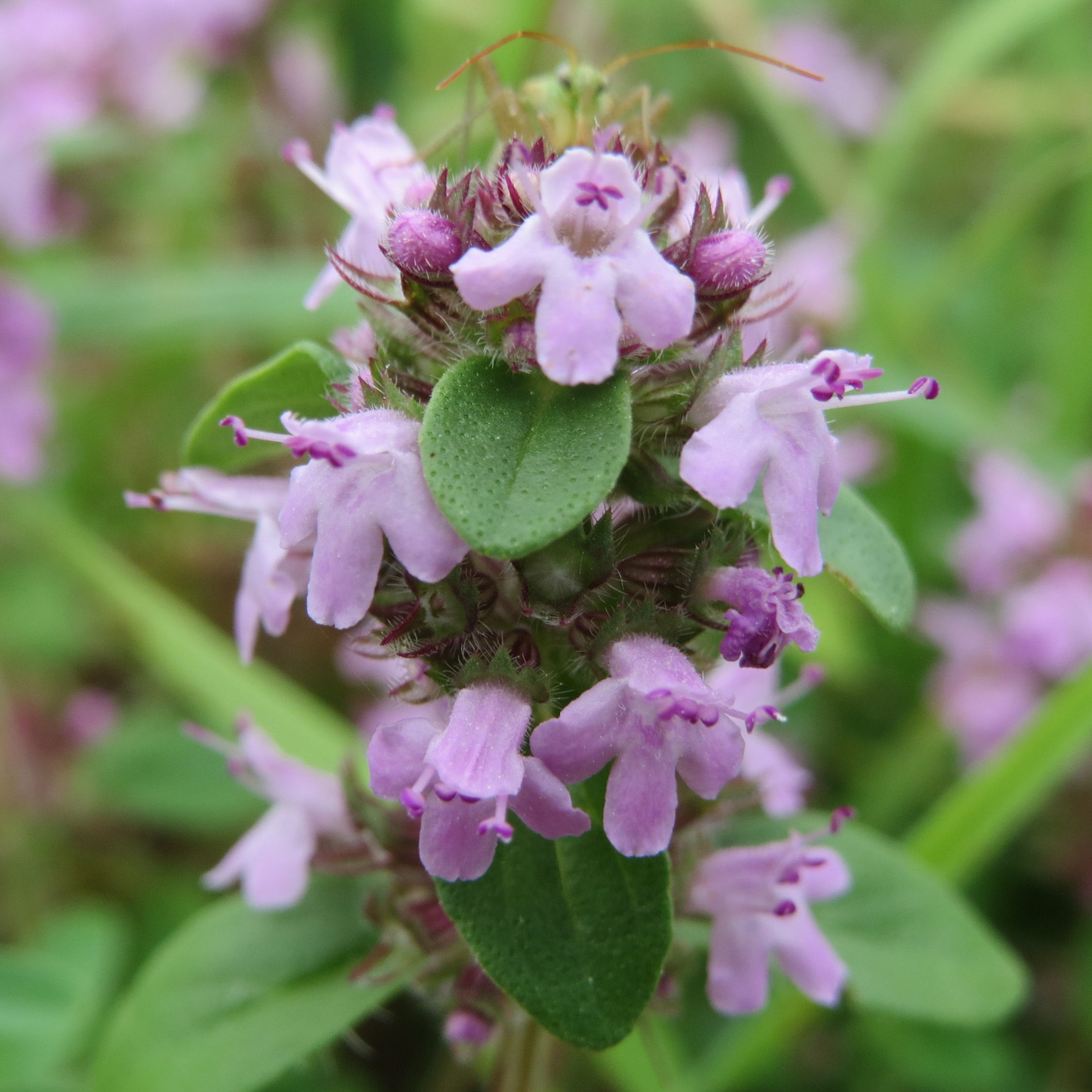 Tomilho serpão : venda Tomilho serpão / Thymus serpyllum