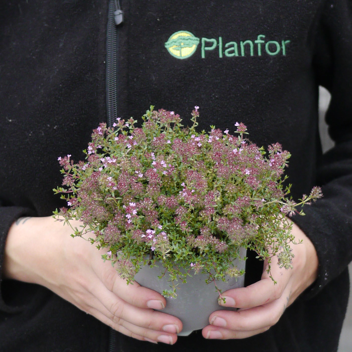 Tomilho serpão : venda Tomilho serpão / Thymus serpyllum