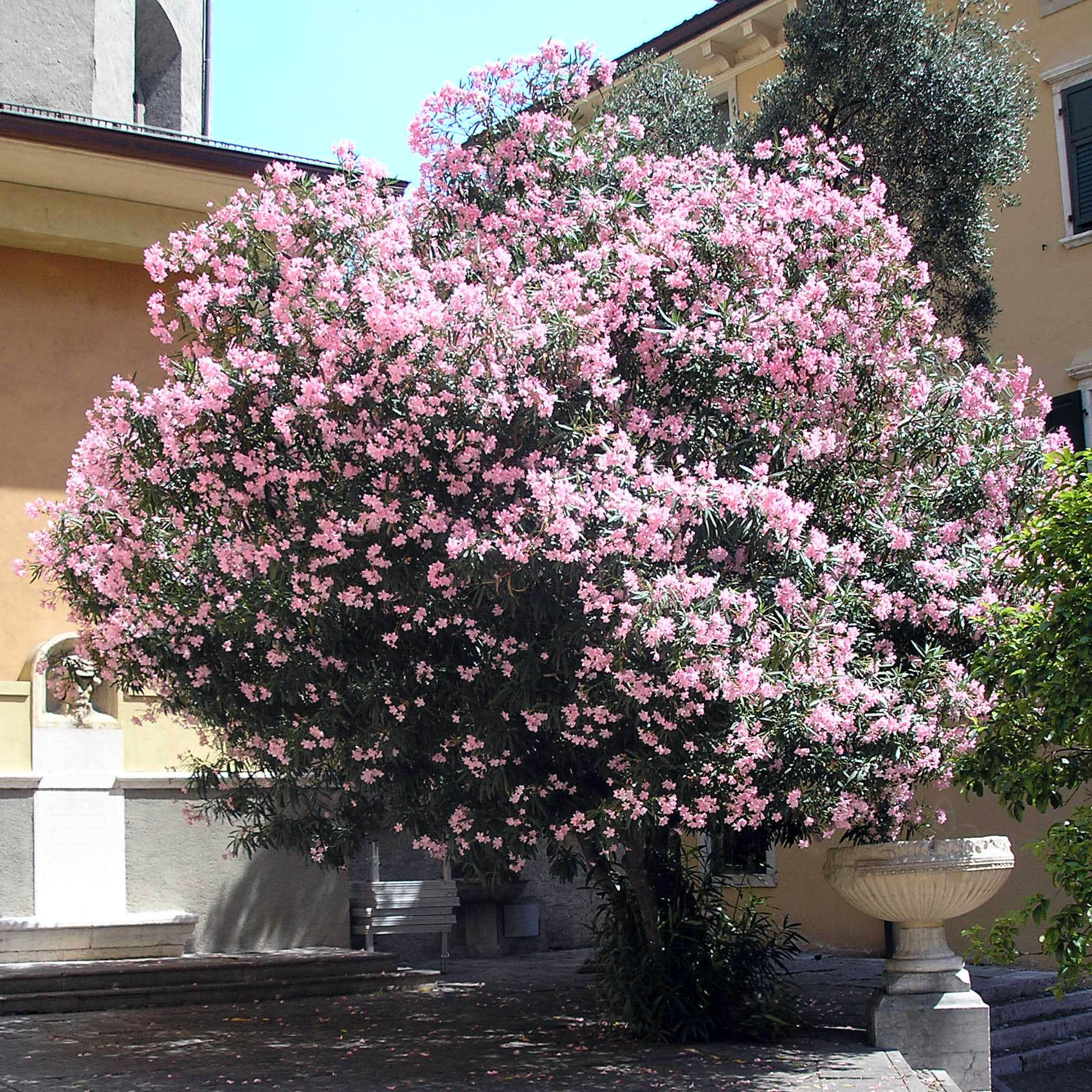 Oleandro Rosa Planta Oleandro rosa : venda Oleandro rosa / Nerium oleander rosea 1