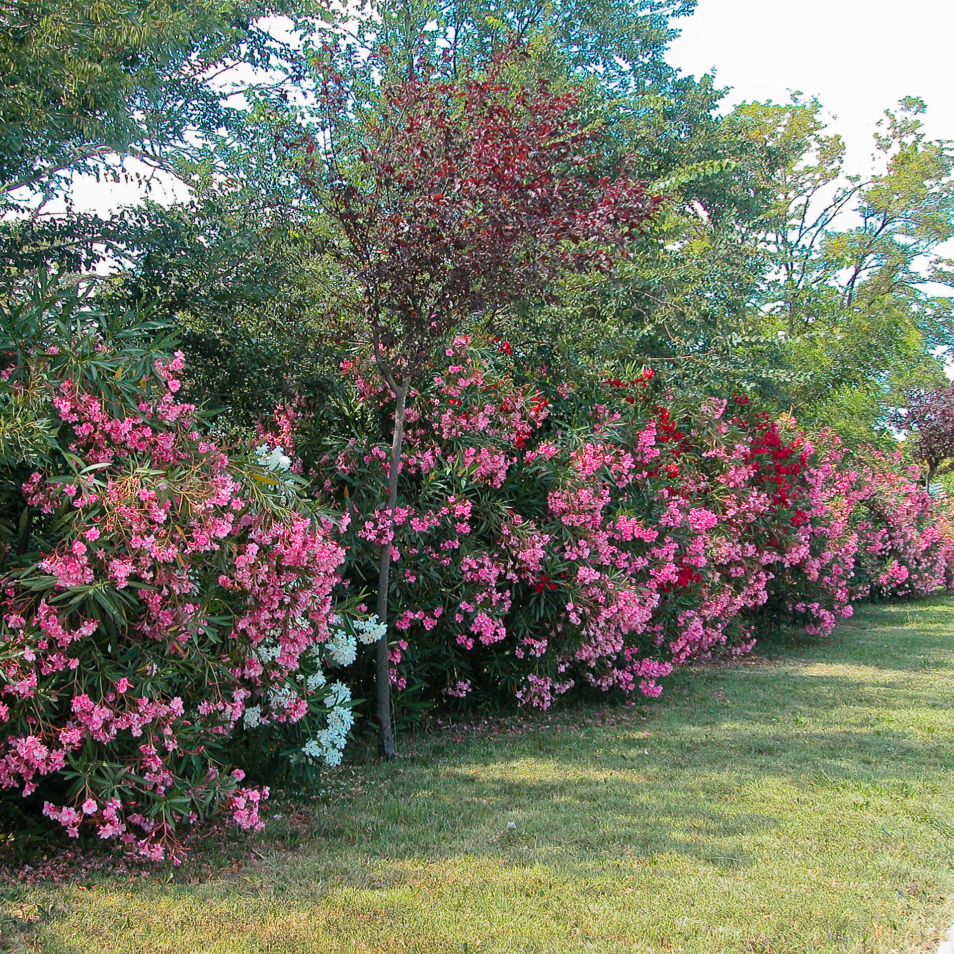 Oleandro Rosa Planta Oleandro rosa : venda Oleandro rosa / Nerium oleander rosea 1