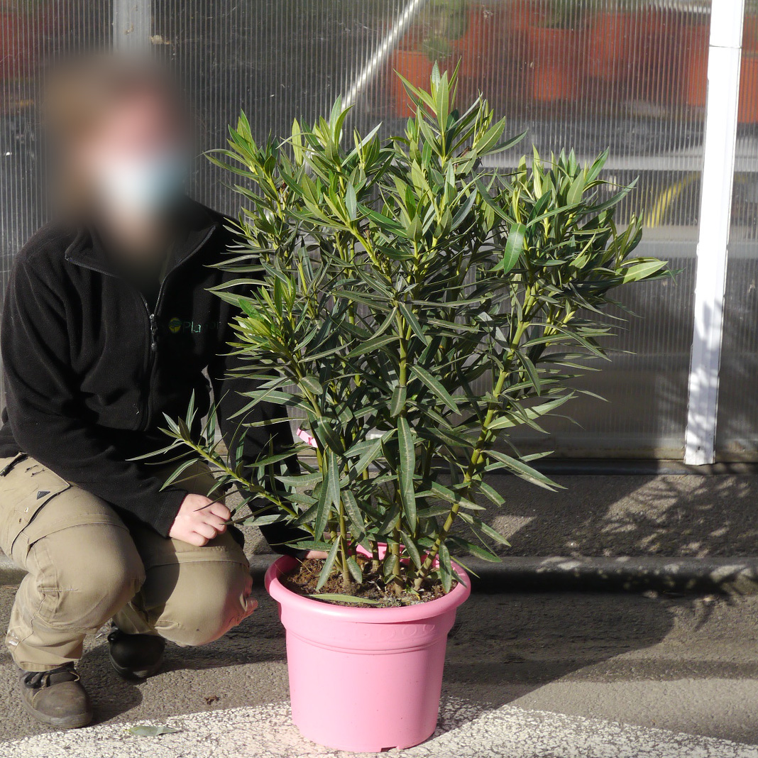 Oleandro Rosa Planta Oleandro rosa : venda Oleandro rosa / Nerium oleander rosea 1