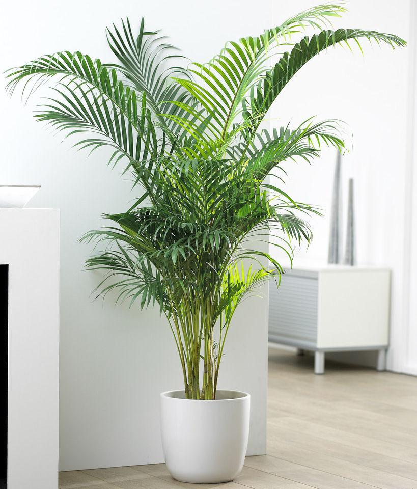 Palmeira Areca