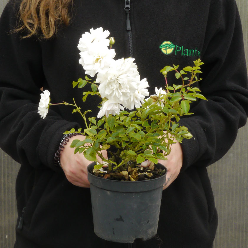 Roseira paisagística branca 'White Fairy'