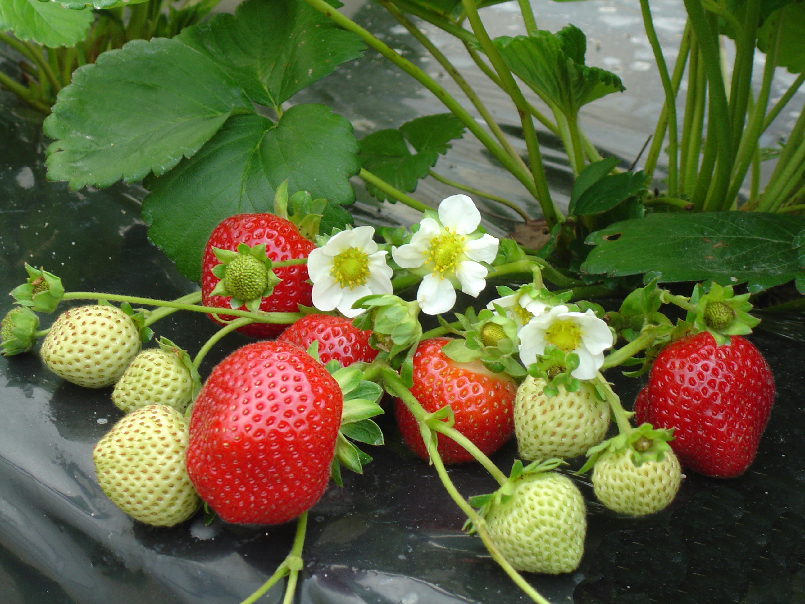 Morangueiro 'Maestro'
