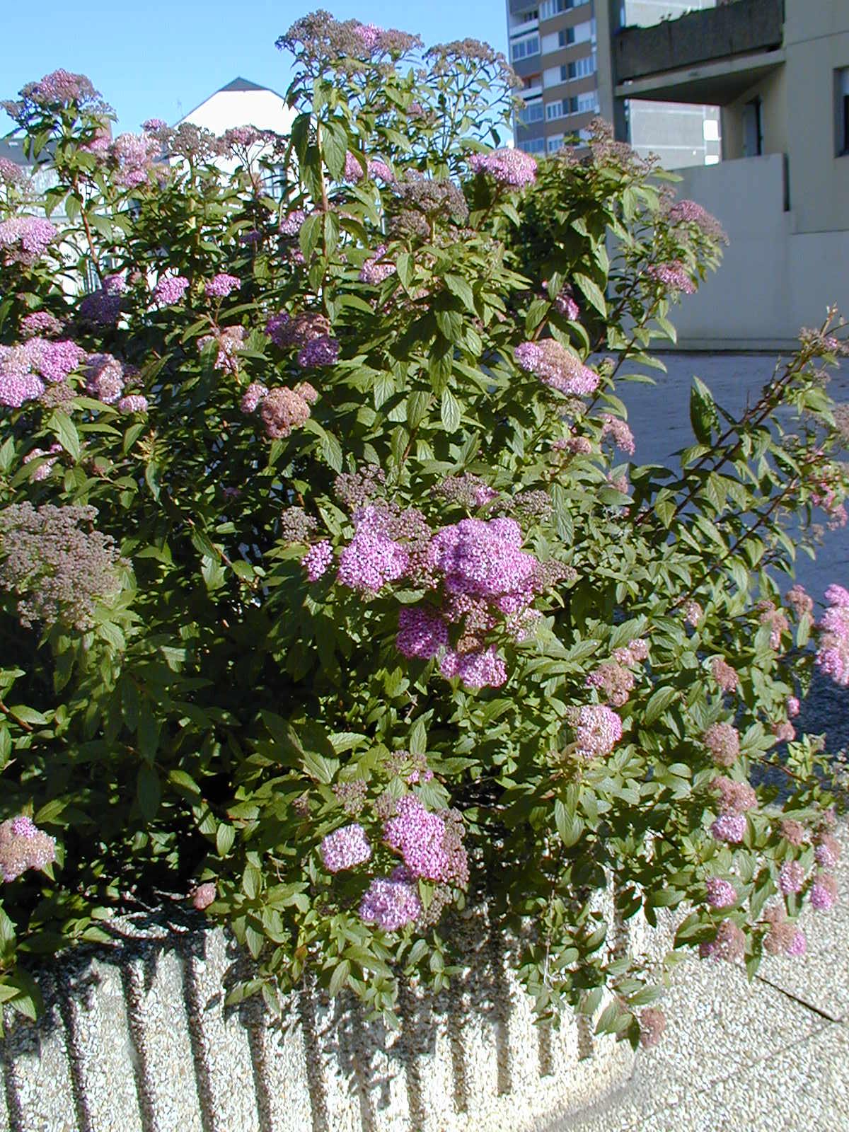 Spirea japonesa cor-de-rosa