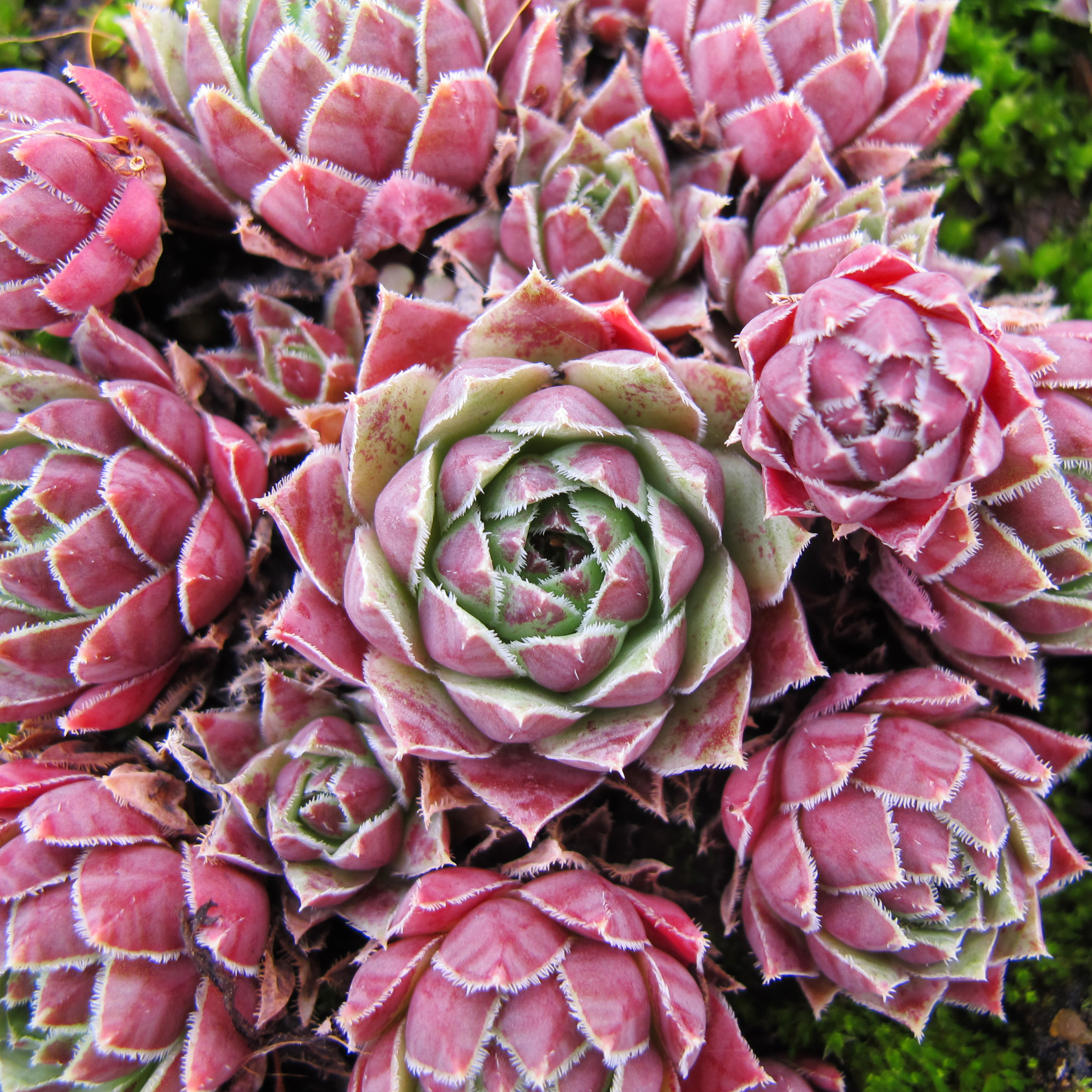 Juppetir Produit Barba de Júpiter sempervivum, Houseleek : venda Barba de Júpiter ...