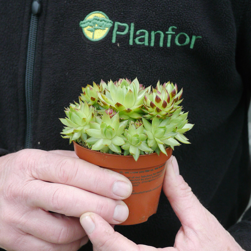 Juppetir Produit Barba de Júpiter sempervivum, Houseleek : venda Barba de Júpiter ...
