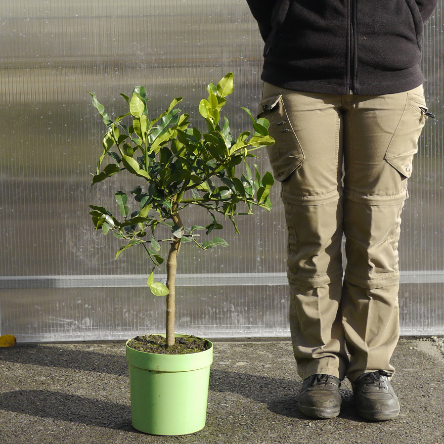 Pianta Di Citrus Hystrix (Combava) In Vaso 13cm - Pianta Aromatica Per Cucina E Giardino - Foto 11