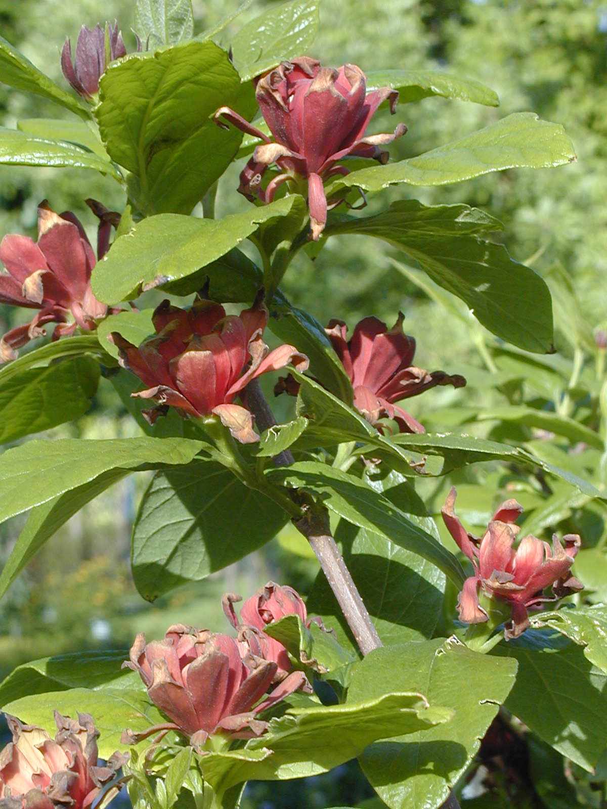 Calycanthus floridus : venda Calycanthus floridus / Calycanthus floridus