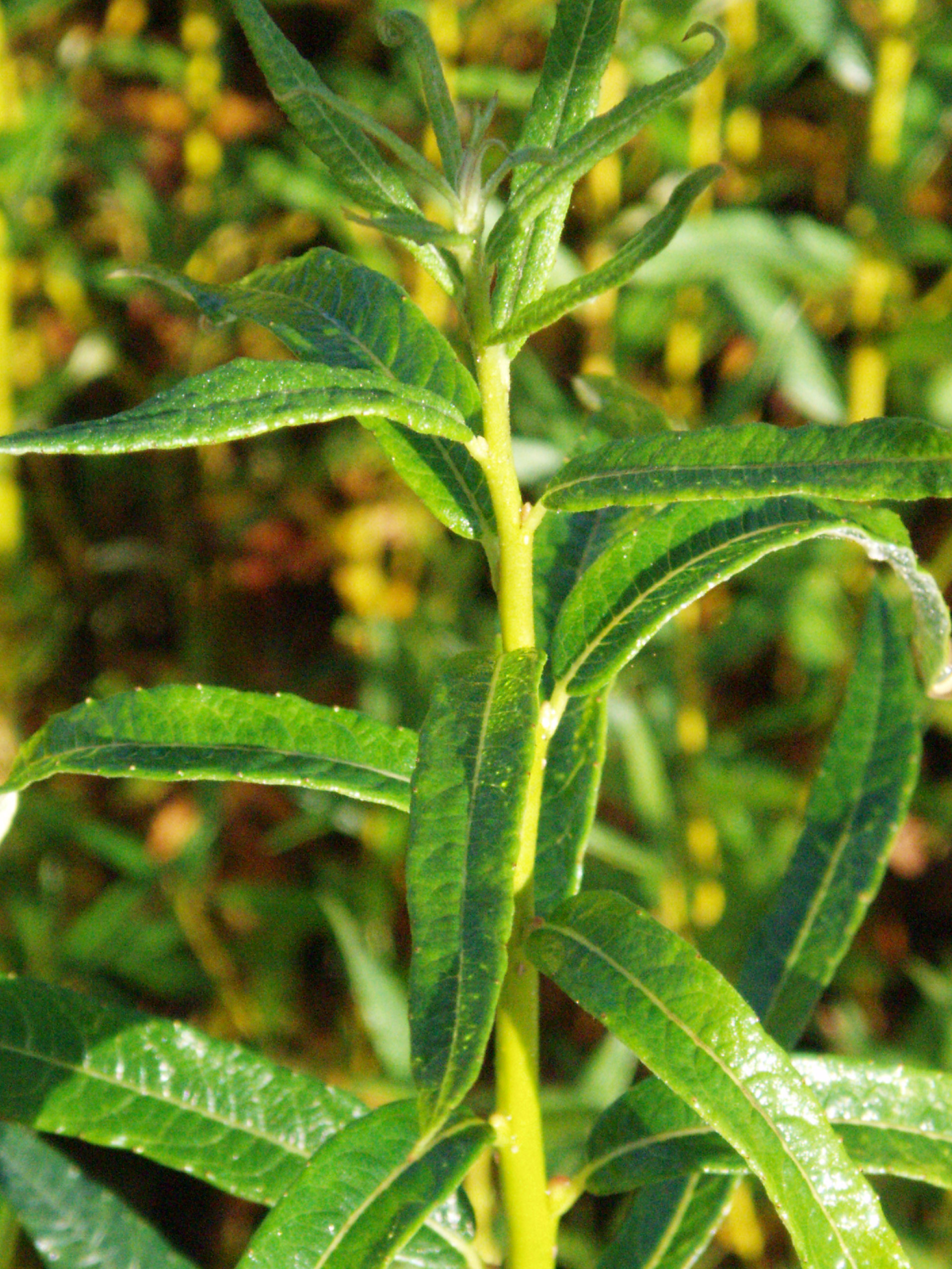 Salgueiro de folhas de amendoeira
