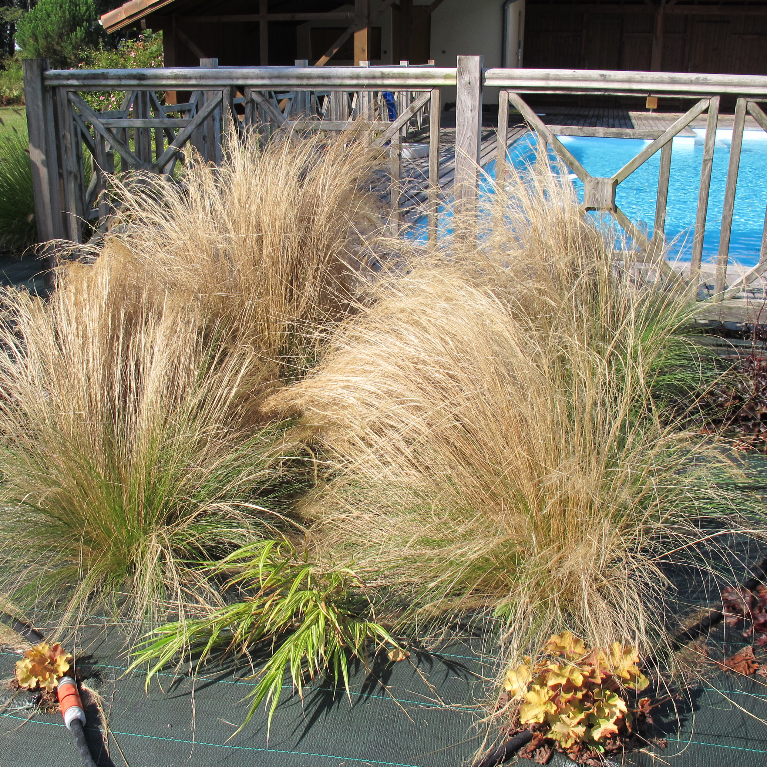Stipa tenuissima 'Pony Tails' : venda Stipa tenuissima 'Pony Tails ...