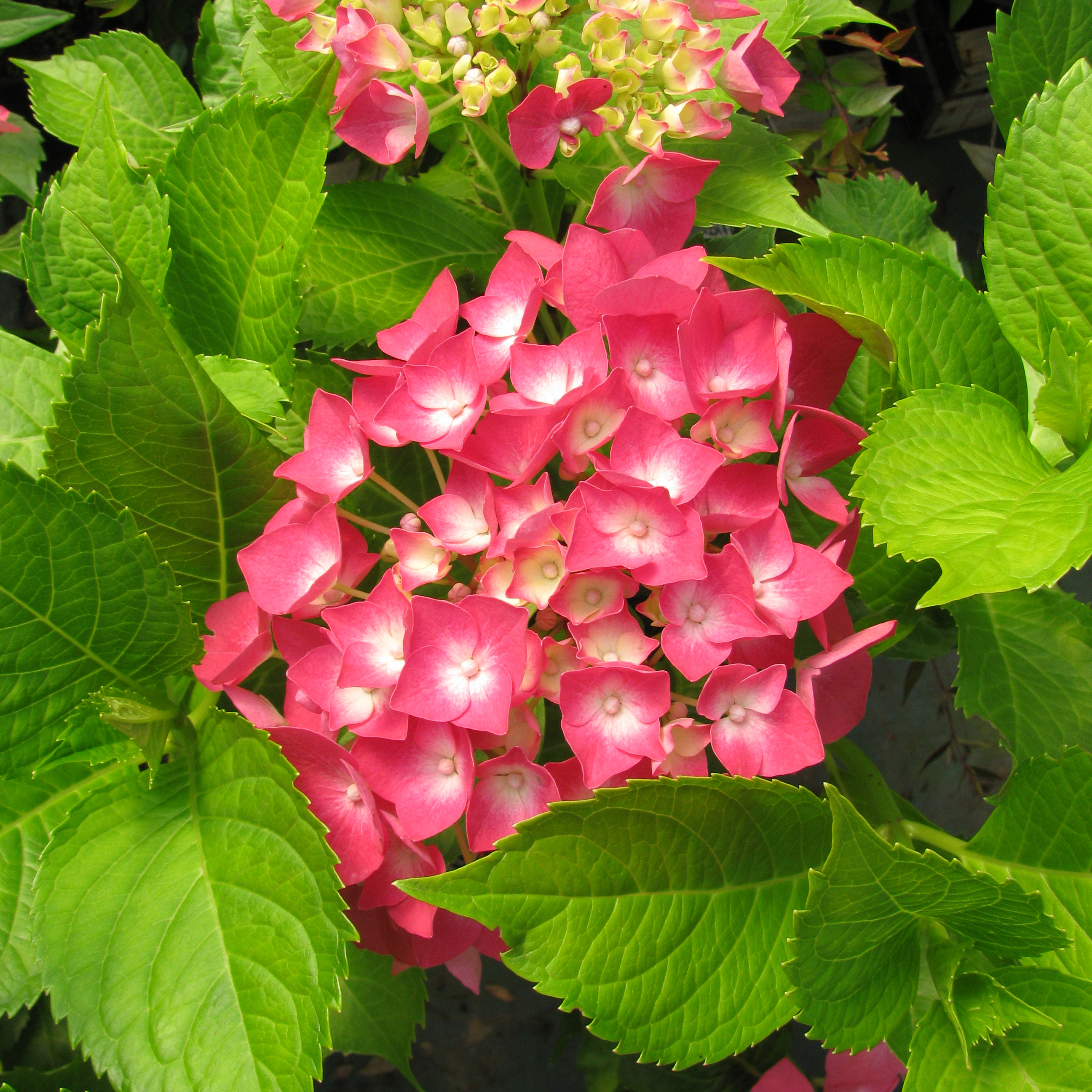Hortênsia 'Leuchtfeuer'