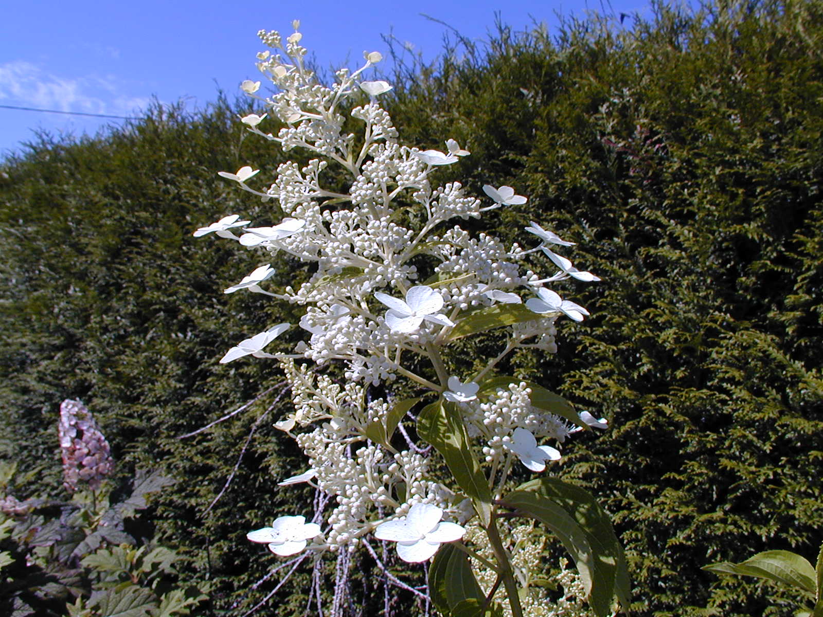 Hortênsia de panículas 'Unique'