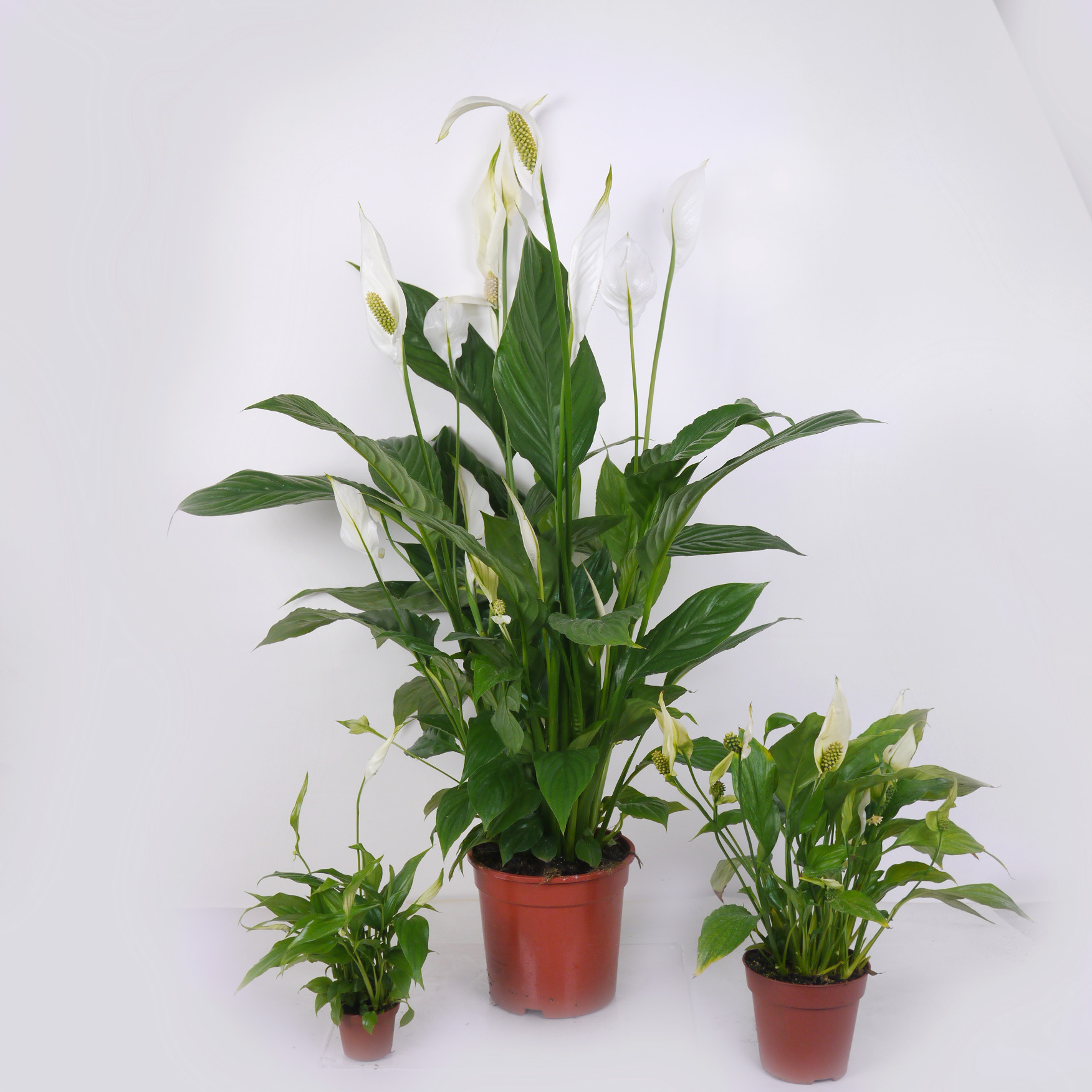 Spathiphyllum, Lírio da Paz