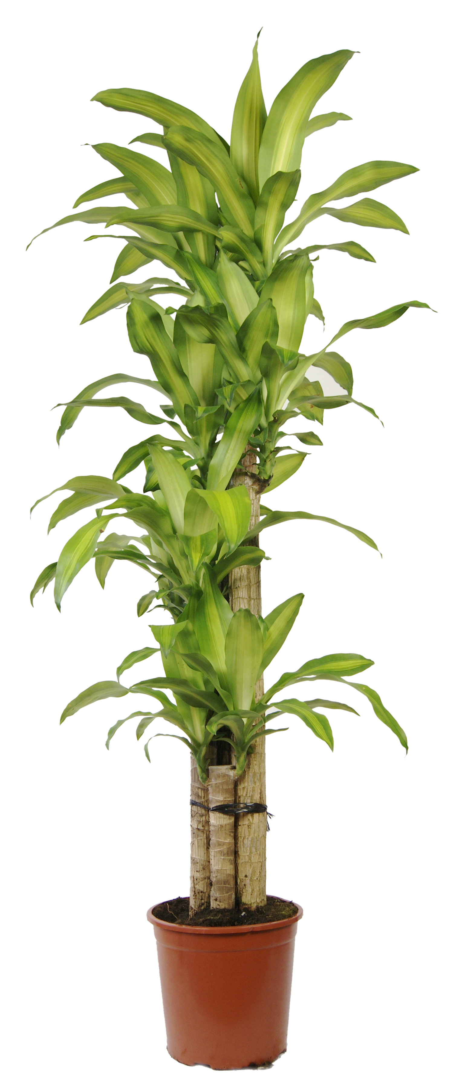 10+ Dracaena Massangeana Care Dracaena fragrans, massangeana : venda Dracaena fragrans, massangeana