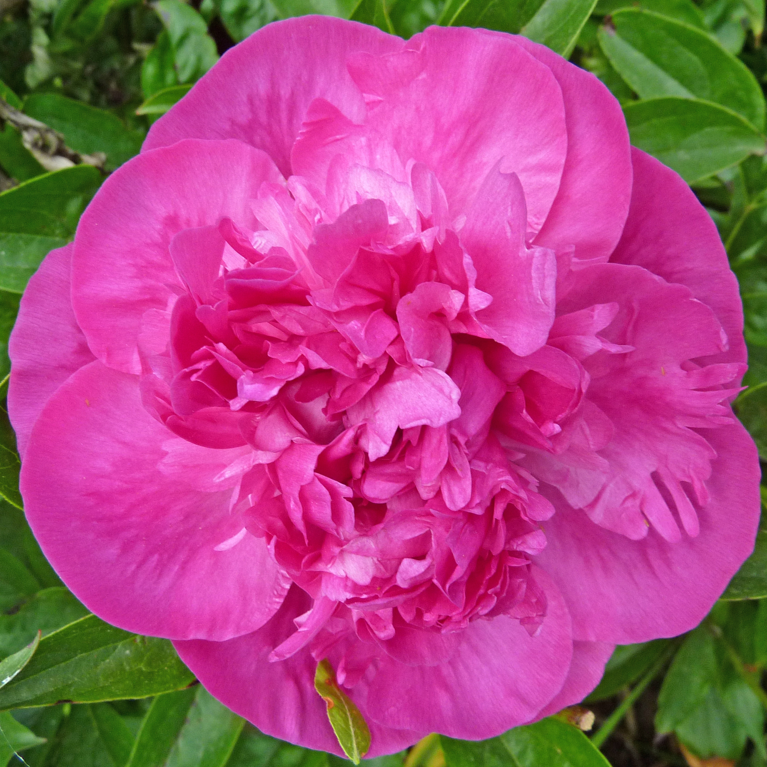 Peónia 'Felix Crousse'