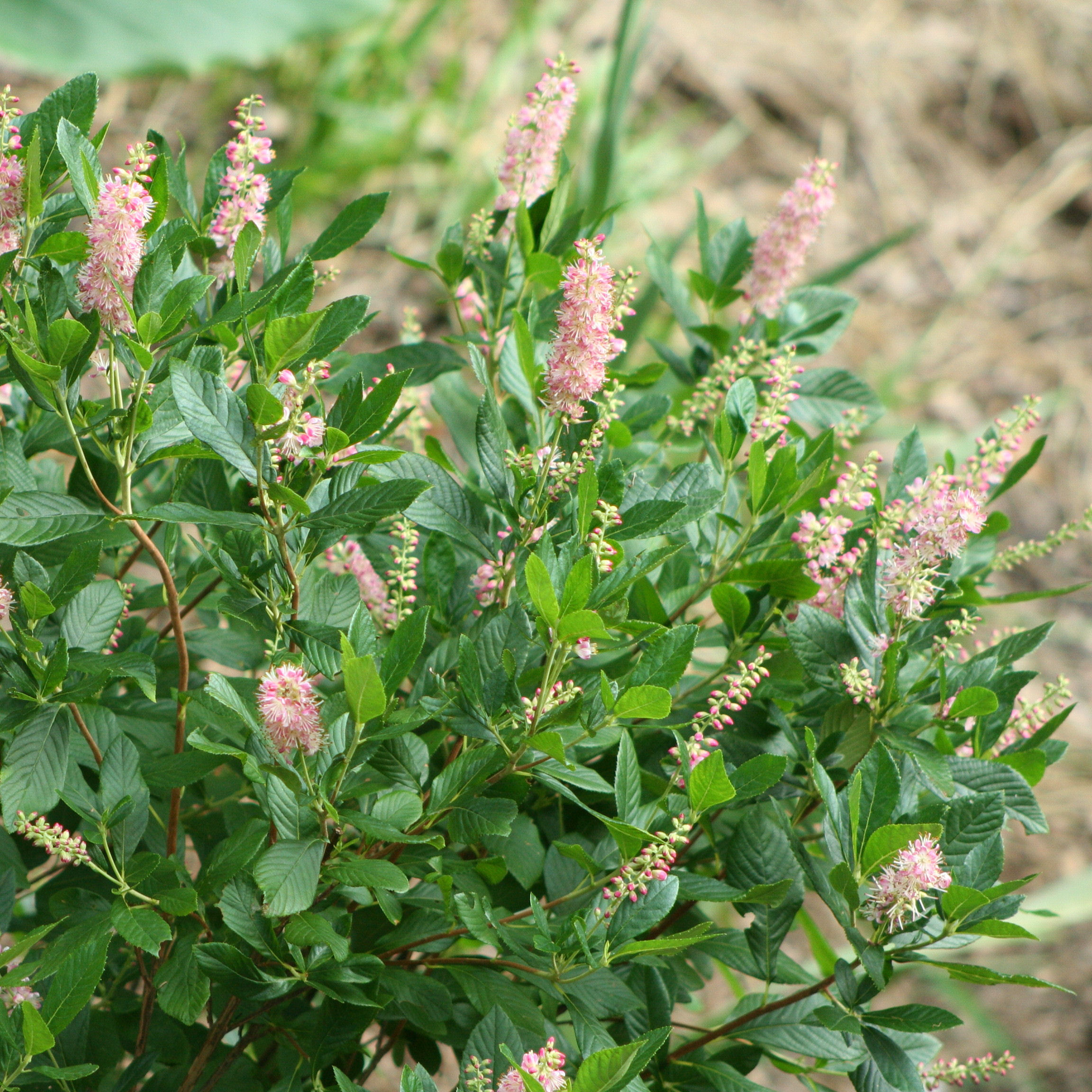Clethra alnifolia 'Ruby Spice' : venda Clethra alnifolia 'Ruby Spice