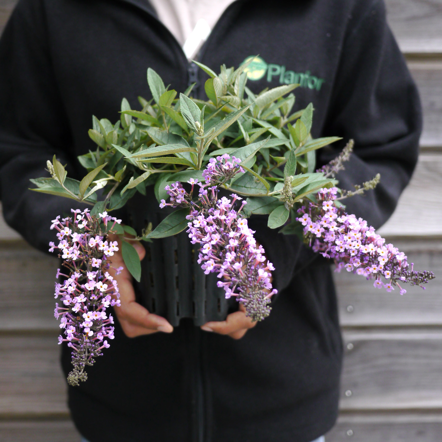 Budleia, Flor de mel anã 'Dreaming Lavender'