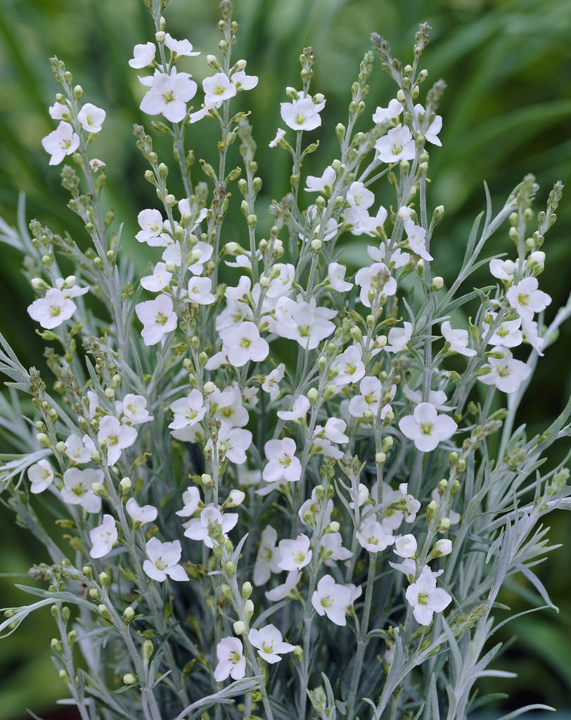 Arbusto-vassoura branco 'White Candy'