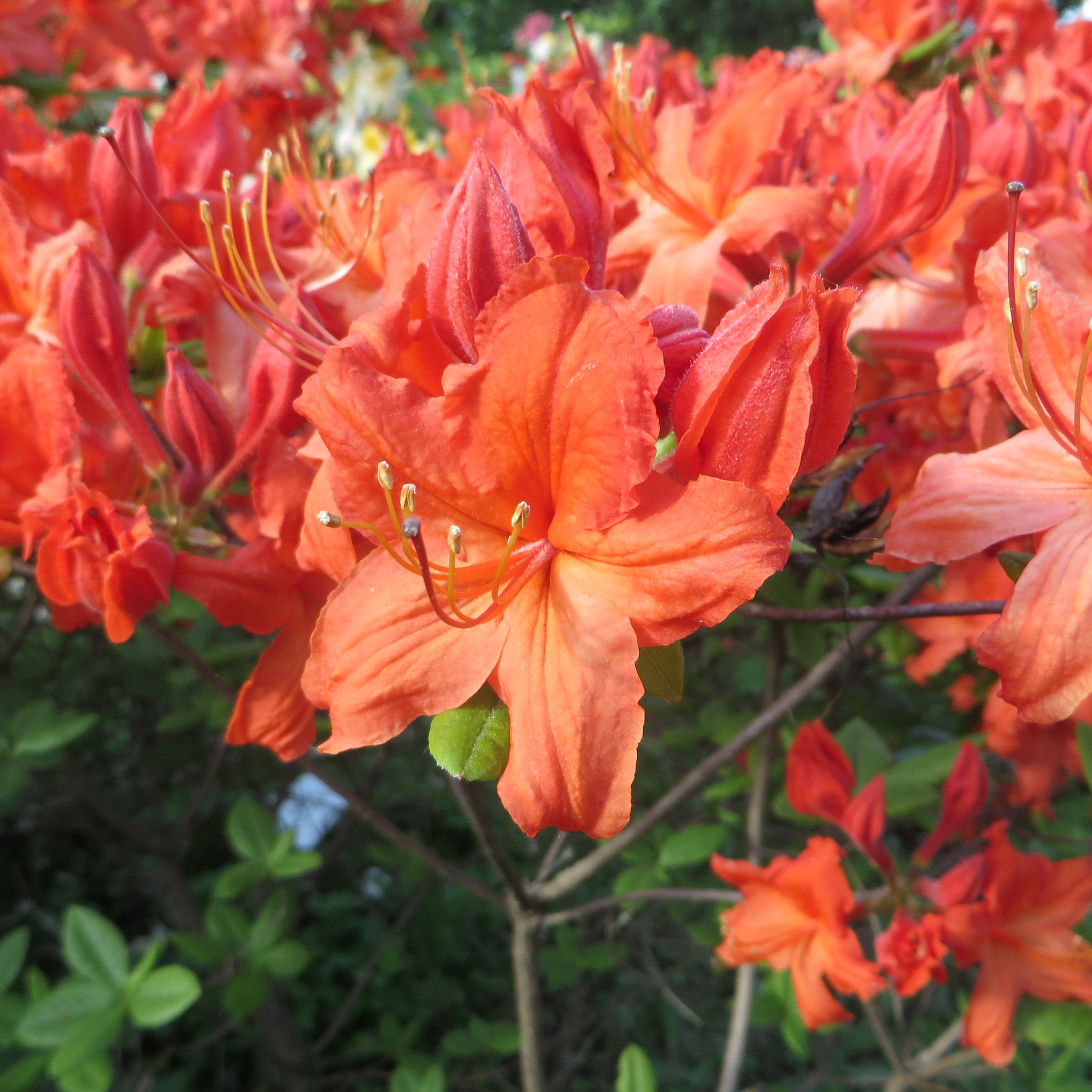 Azalea mollis 'Hotspur Red'