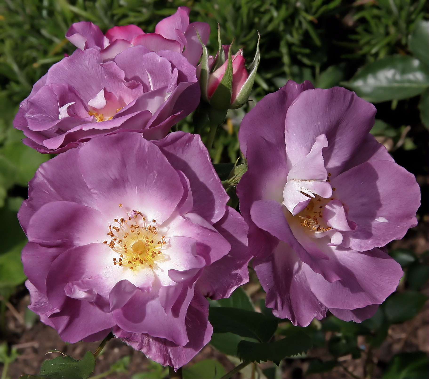 Roseira 'Pacific Dream'