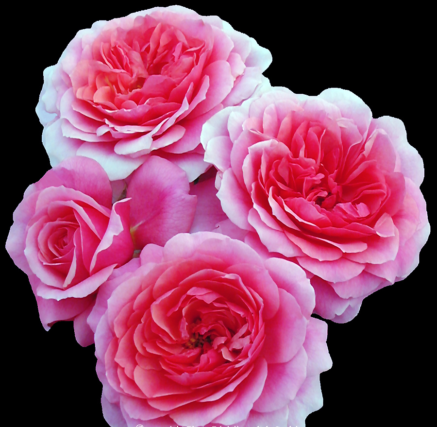 Roseira 'Rose de Bayonne'